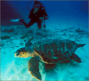 loggerhead turtle